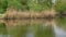 Wild ducks swim on a spring pond.