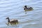 Wild ducks swim on the water of  lake. Male and female ducks, selective focus