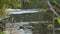 Wild ducks swimming in autumn park in lake