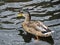 Wild ducks swimming through the canals of Pavlovsky Park. Pavlovsk