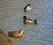 Wild ducks swimming on the lake