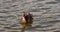 wild ducks swimming in the lake in the summer