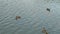 Wild ducks on a swimming pond.