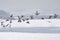 Wild ducks in winter. A flock of wild birds Anas platyrhynchos soars over the frozen river