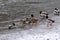 Wild ducks on the winter river_6