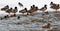 Wild ducks on the winter river_9