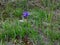 The wild dwarf purple iris in spring on the Black Sea coast.