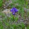 The wild dwarf purple iris in spring on the Black Sea coast.