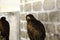 Wild eagle falconry