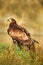 Wild Eagle with fish. White-tailed Eagle, Haliaeetus albicilla, feeding kill fish in the water, with brown grass in background, Ru