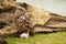 Wild Eagle Owl mother and a white chick. The one week old white owl stands at the legs of the large bird of prey