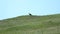 Wild Eagle Perched Stone in Plateau