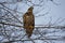Wild eagle perching on a branch. Northern wild bird of prey sitting.