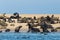 Wild eared seals otariidae on sandy beach in Namibia, blue water