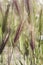 Wild ears of cereal forming a dense group of plants with the green background of vegetation