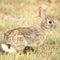 A wild Eastern Cottontail sitting in the grass