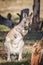 Wild Eastern Grey Kangaroo Joey, Woodlands Park, Victoria, Australia, November 2018