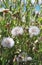 Wild Eastern Groundsel After flowering