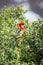 Wild Eastern Rosella Resting, Woodlands Historic Park, Victoria, Australia, September 2016