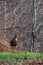 Wild eastern turkey female (Meleagris gallopavo) walking through brush in Wisconsin