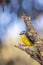Wild Eastern Yellow Robin, Hanging Rock, Victoria, Australia, June 2019
