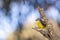 Wild Eastern Yellow Robin, Hanging Rock, Victoria, Australia, June 2019