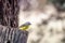 Wild Eastern Yellow Robin, Hanging Rock, Victoria, Australia, June 2019