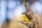 Wild Eastern Yellow Robin, Hanging Rock, Victoria, Australia, June 2019