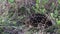 Wild echidna walking in bush in her natural habitat.
