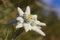 Wild edelweiss