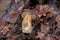 Wild edible bay bolete known as imleria badia or boletus badius mushroom on old hemp in pine tree forest