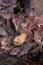 Wild edible bay bolete known as imleria badia or boletus badius mushroom on old hemp in pine tree forest