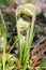 Wild Edible Fiddleheads