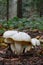 Wild, edible Gold flecked woodwax mushrooms