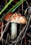 Wild edible Leccinum fungus also known as a Aspen mushroom hidden in the autumn forest foliage.