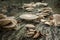 Wild edible oyster mushrooms