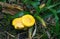 Wild Edible Yellow Mushrooms In The Forest Close-up