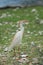 Wild egret