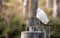 Wild Egret Perched on a Piling, Arcata, California, USA