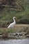 A wild egret walking along the river bank in Chitwan National Park in Nepal