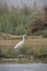 A wild egret walking along the river bank in Chitwan National Park in Nepal