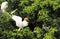 Wild egrets