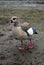 Wild Egyptian Gray Goosey at the Lake in London Park. wild Birds.