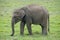 Wild elefant