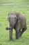 Wild elefant