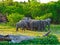 Wild elefants in the jungle