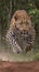 Wild elegance Powerful leopard in full stride amidst lush forest