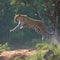 Wild elegance Powerful leopard in full stride amidst lush forest
