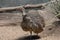 Wild Elegant Crested Tinamou with a Fallen Log