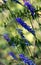 Wild elegant plants and herbs of the forest meadow. Grass mouse peas with blue purple flowers.